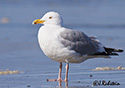 Larus argentatus